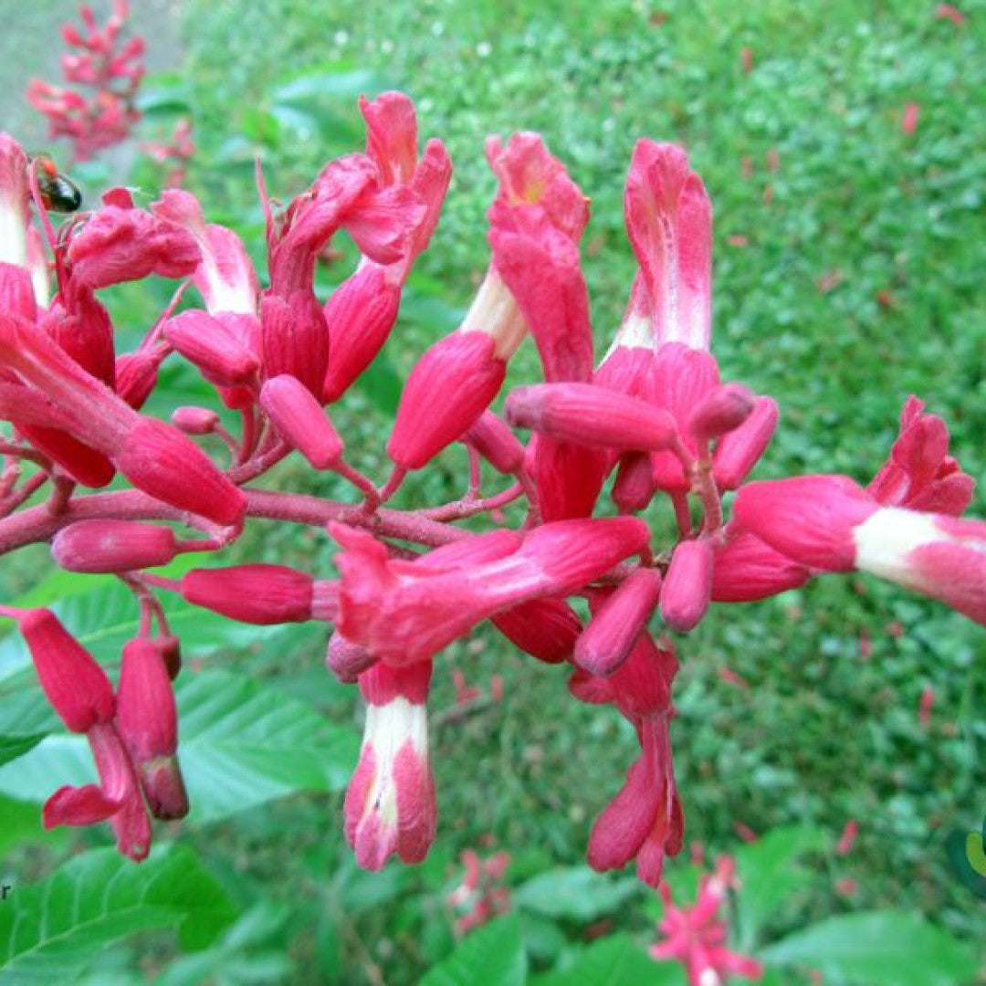 Aesculus pavia 'Atrosanguinea'