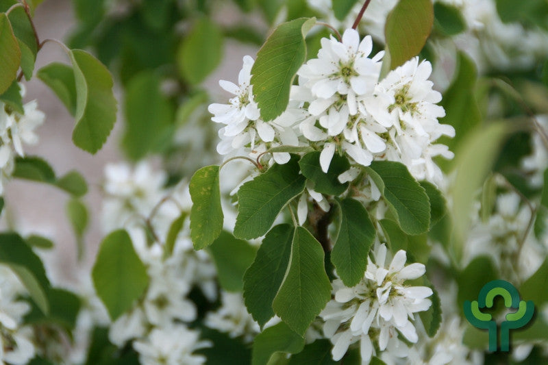 Amelanchier alnifolia 'Obelisk'