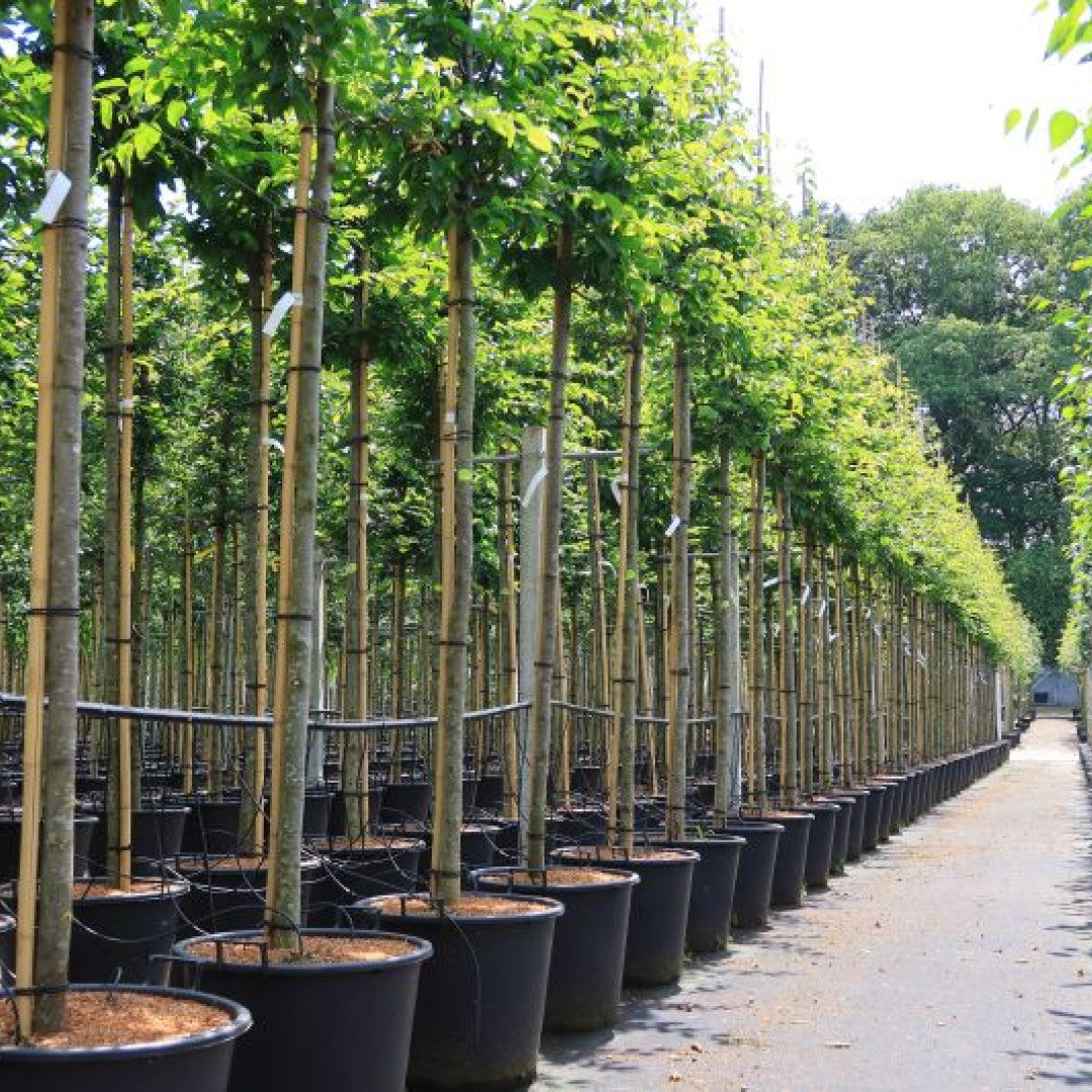 Carpinus betulus 'Frans Fontaine'