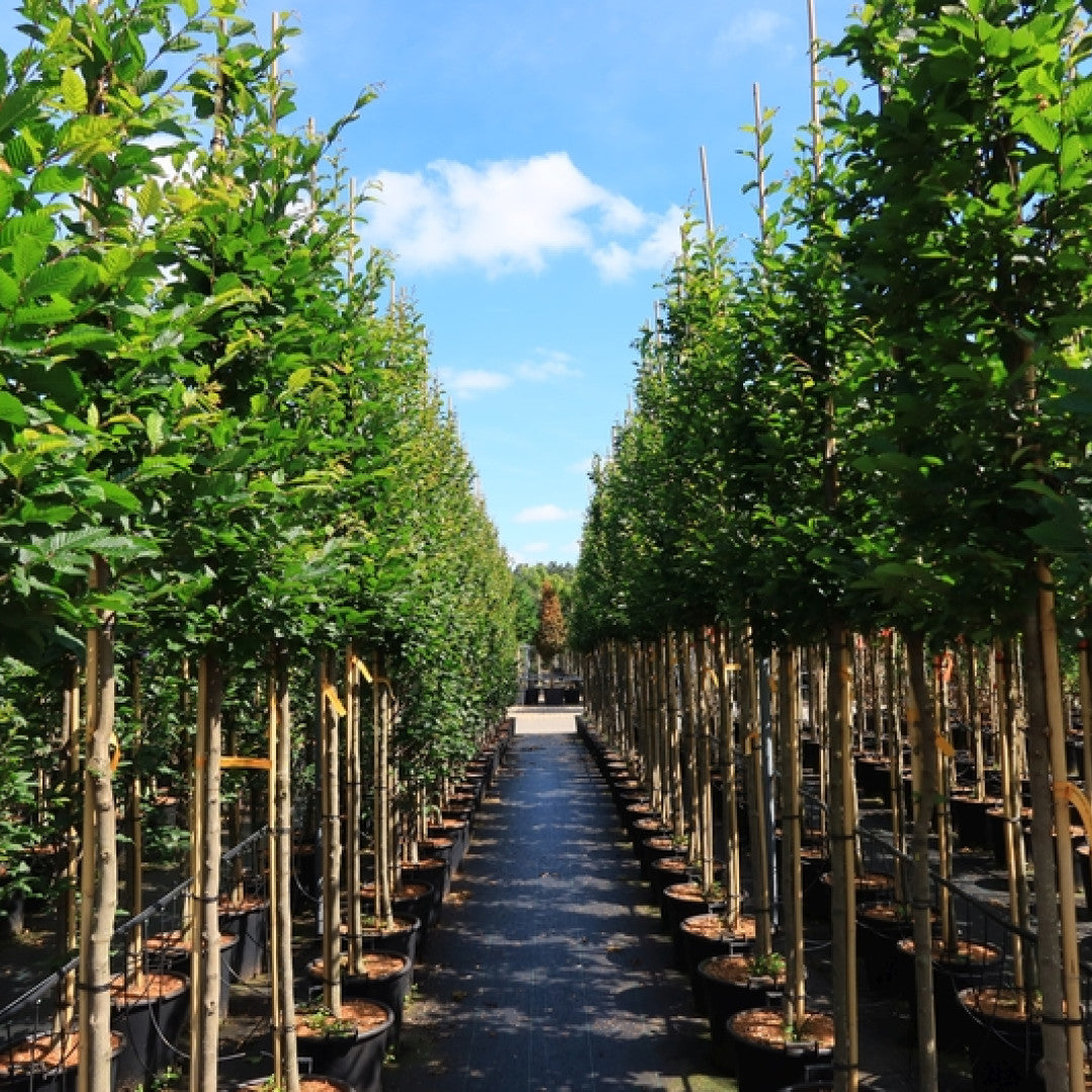 Carpinus betulus 'Orange Retz'®