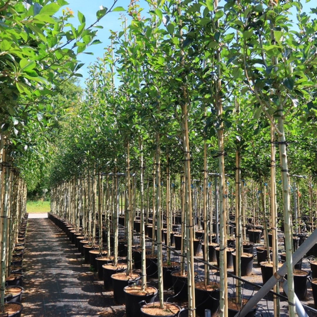 Crataegus lavalleei 'Carrierei'