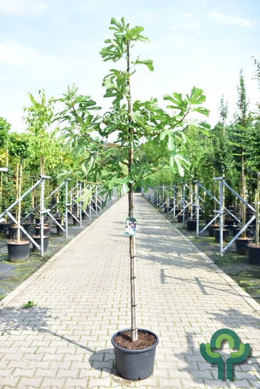 Vijg (Ficus carica) 'Bornholms Diamant'