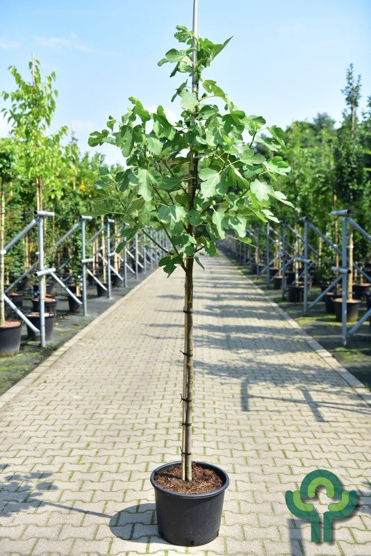 Vijg (Ficus carica) 'Rouge de Bordeaux'