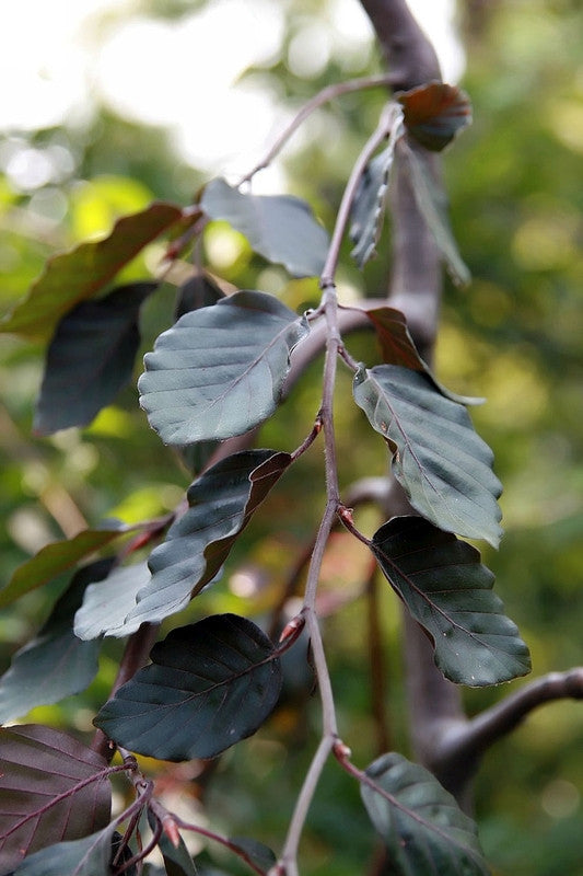 Fagus sylvatica 'Purple Fountain'