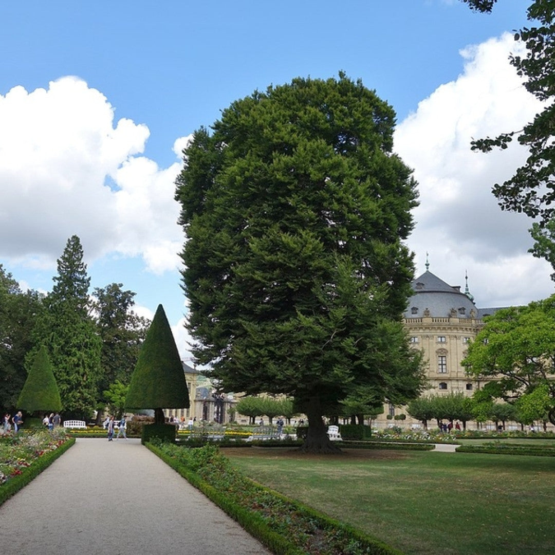 Fagus sylvatica 'Aspleniifolia'