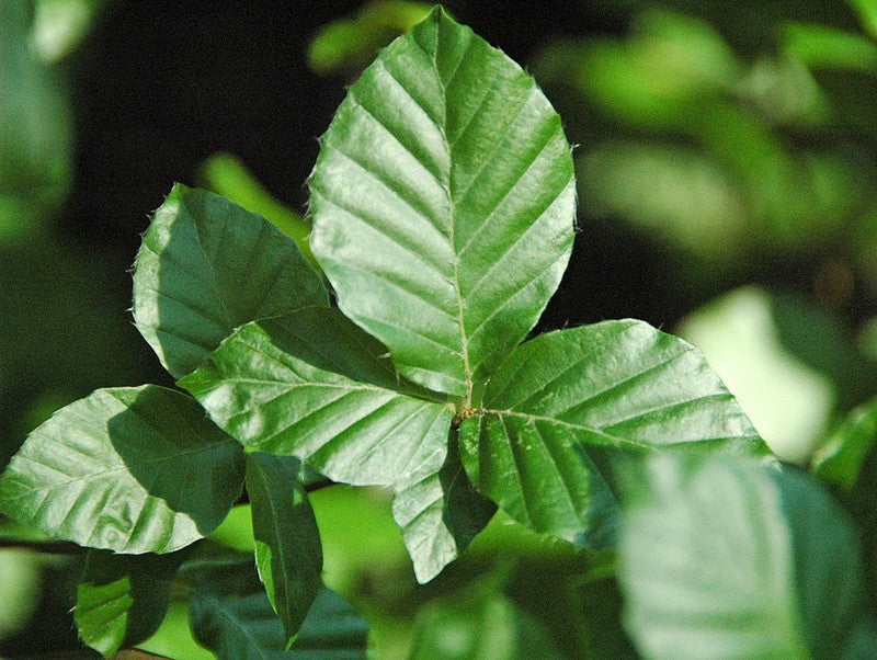Fagus sylvatica 'Dawyck'