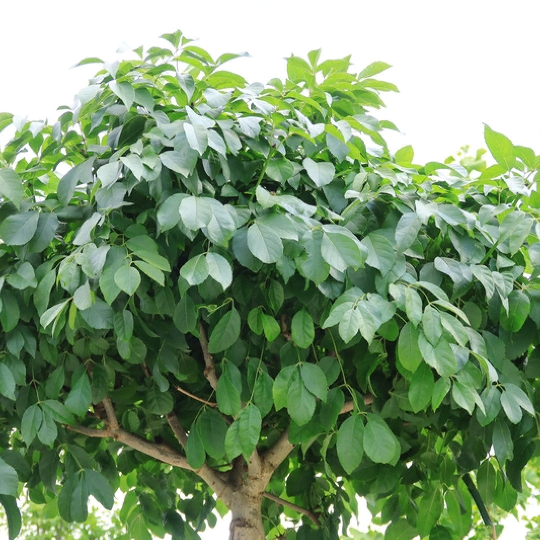 Fraxinus ornus 'Mecsek'