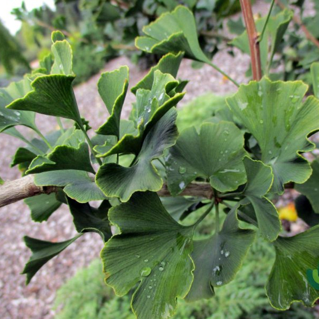 Ginkgo biloba 'Menhir'