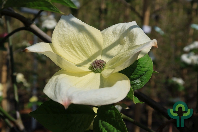 Cornus 'Eddie's White Wonder'