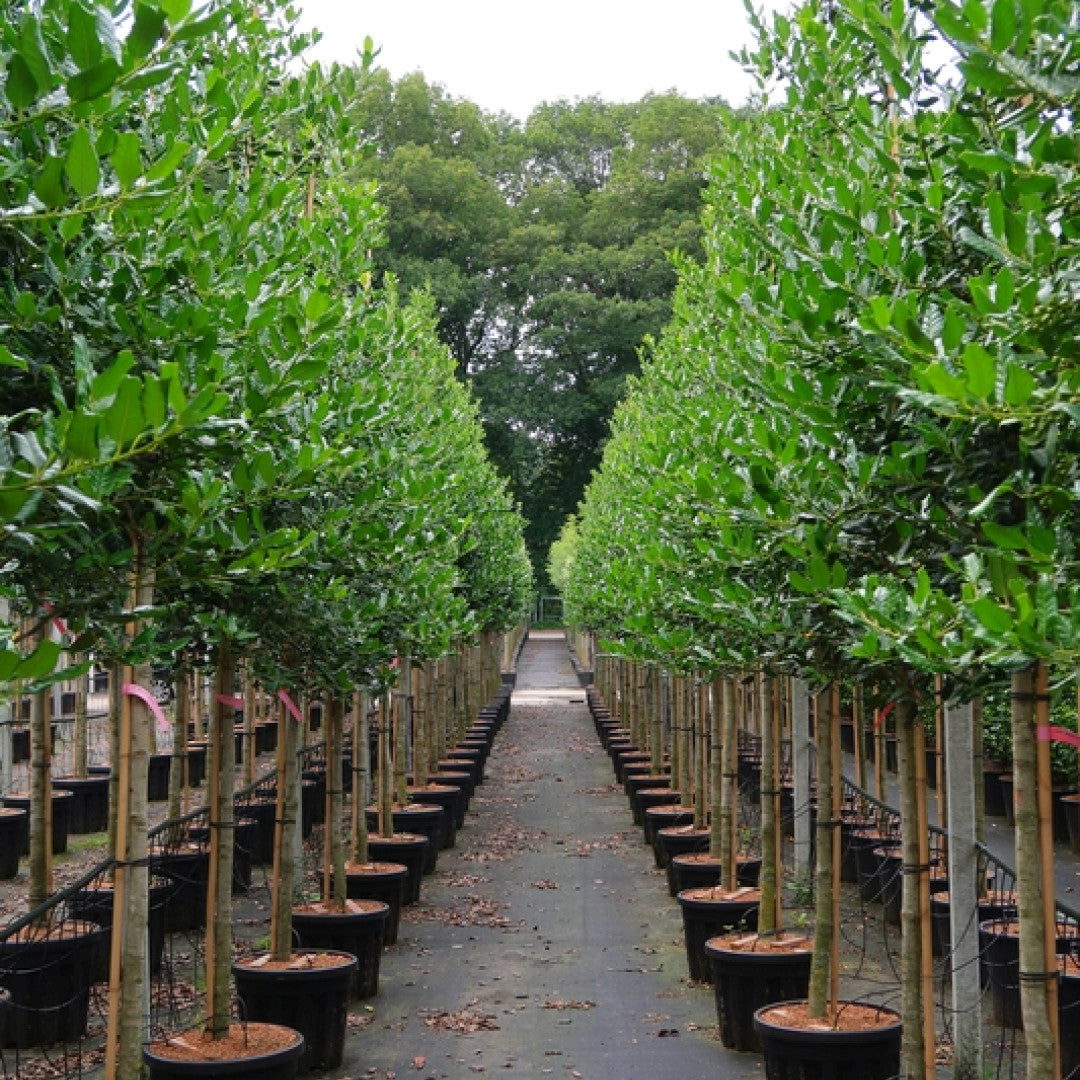 Ilex 'Nellie R. Stevens'