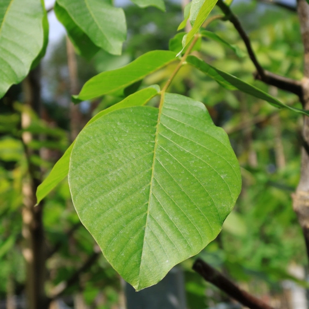 Walnoot (Juglans regia) 'Broadview'
