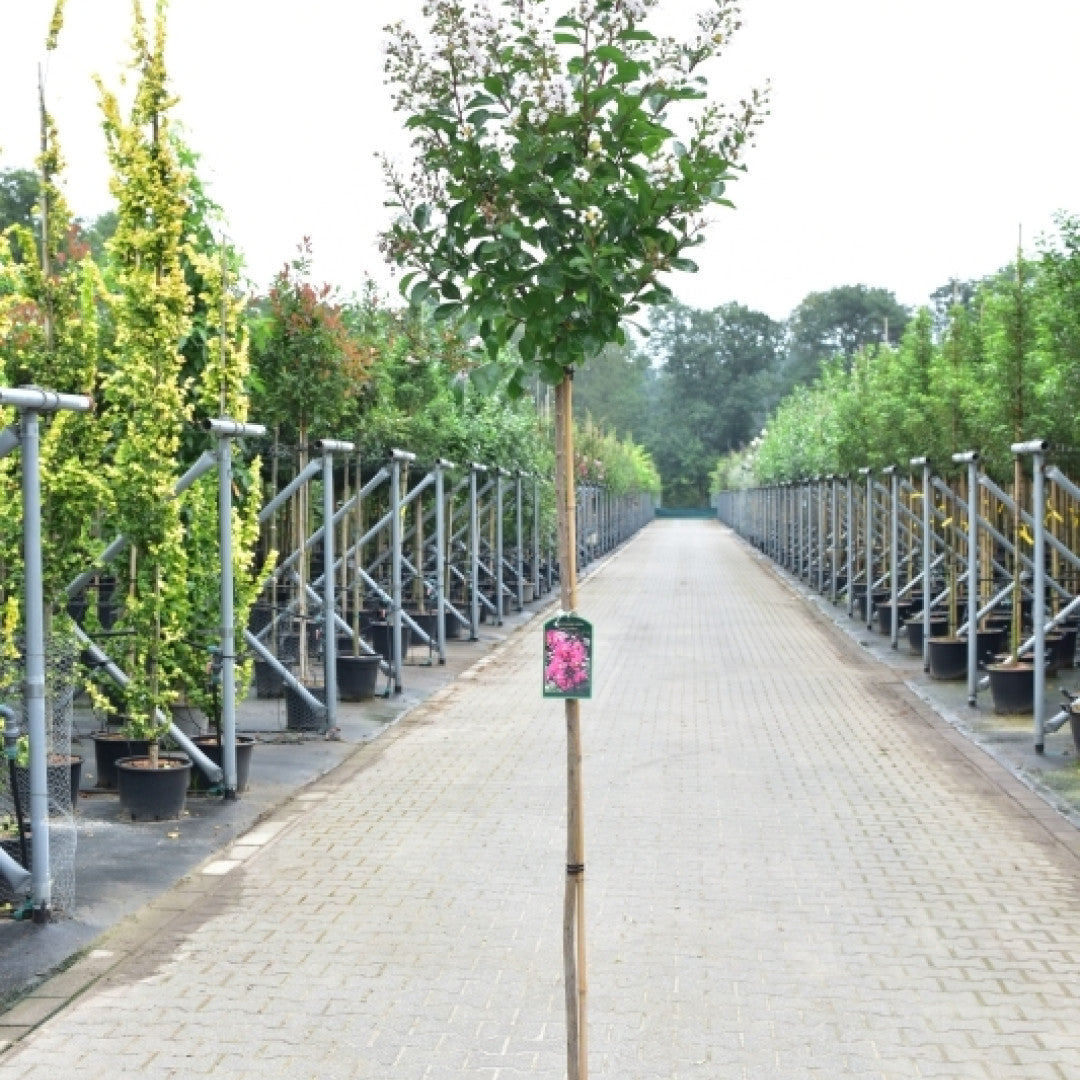 Lagerstroemia 'Pink Velours'