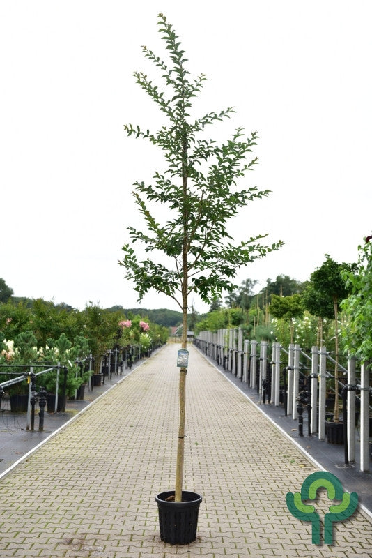 Lagerstroemia 'Sara's Favorite'