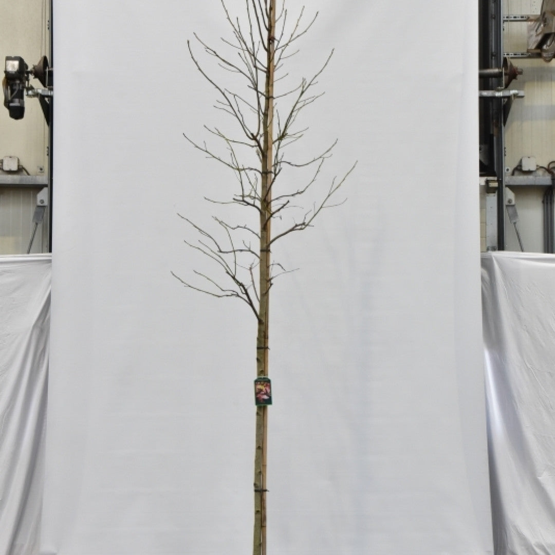 Liquidambar styraciflua 'Thea'