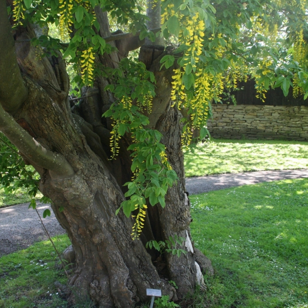 Laburnum anagyroides