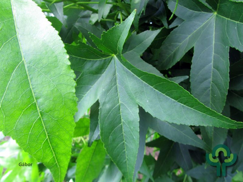 Liquidambar styraciflua 'SlenderSilhouette'