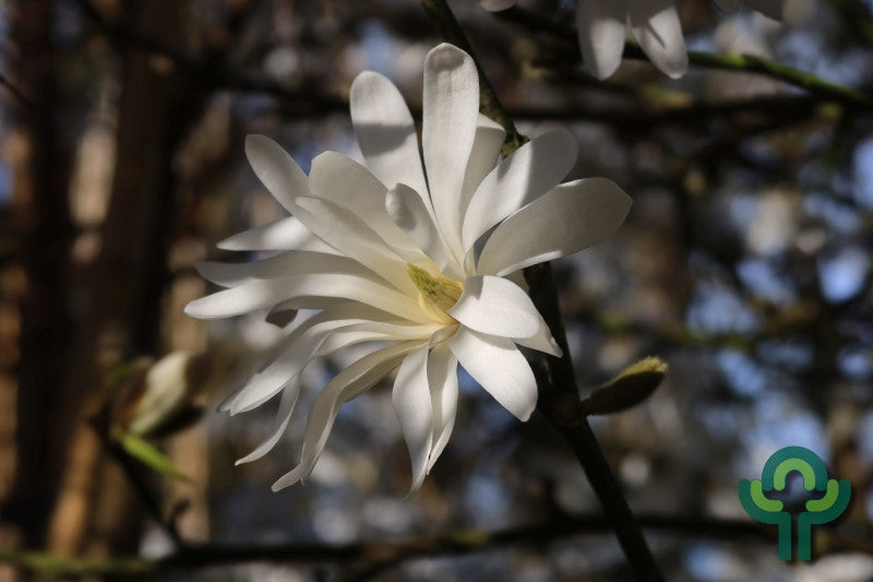 Magnolia stellata 'Royal Star'