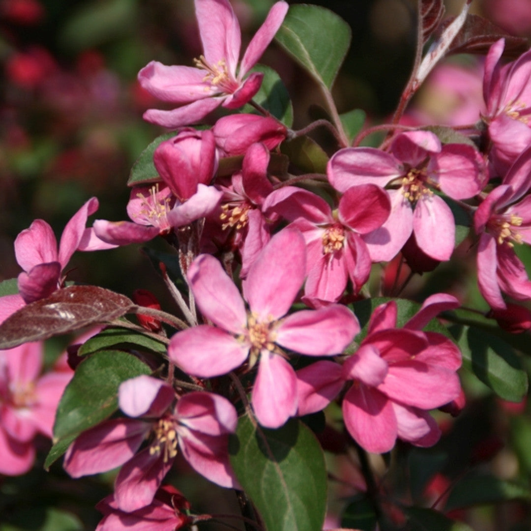 Malus 'Mokum'