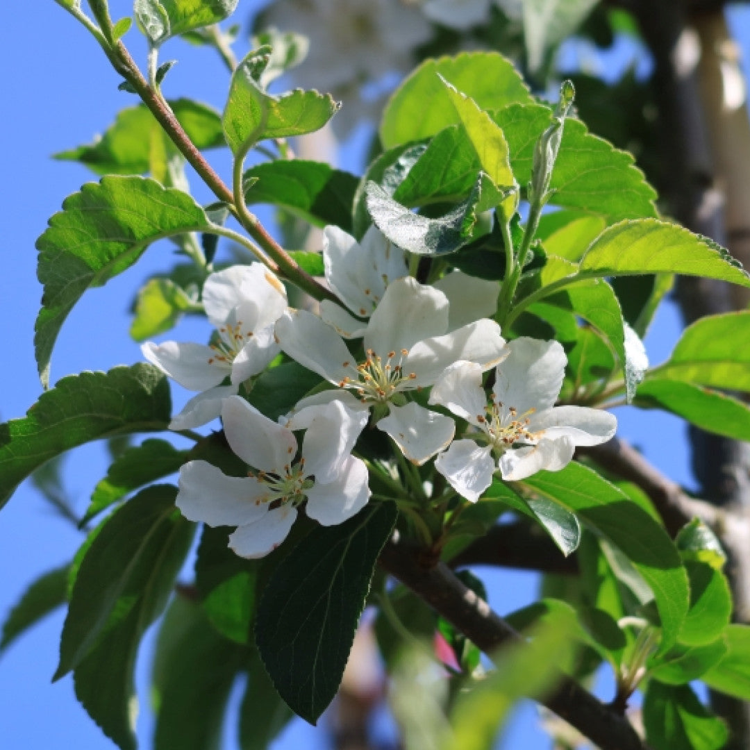 Malus 'Professor Sprenger'