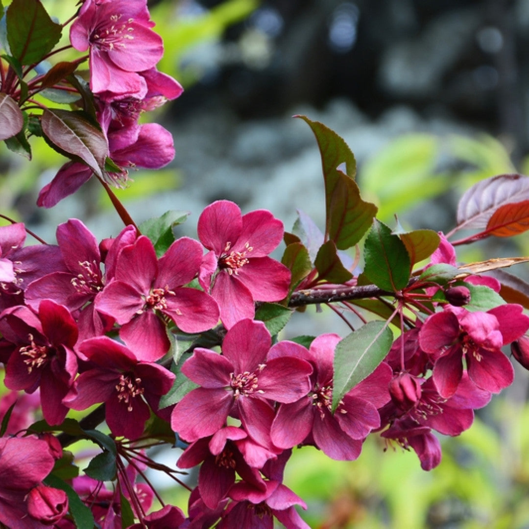 Malus 'Royalty'