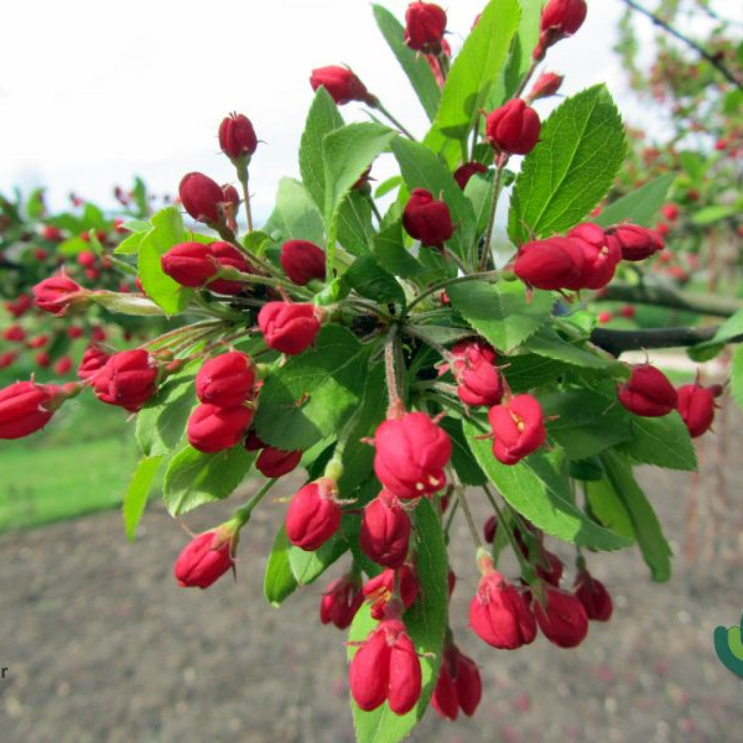 Malus floribunda