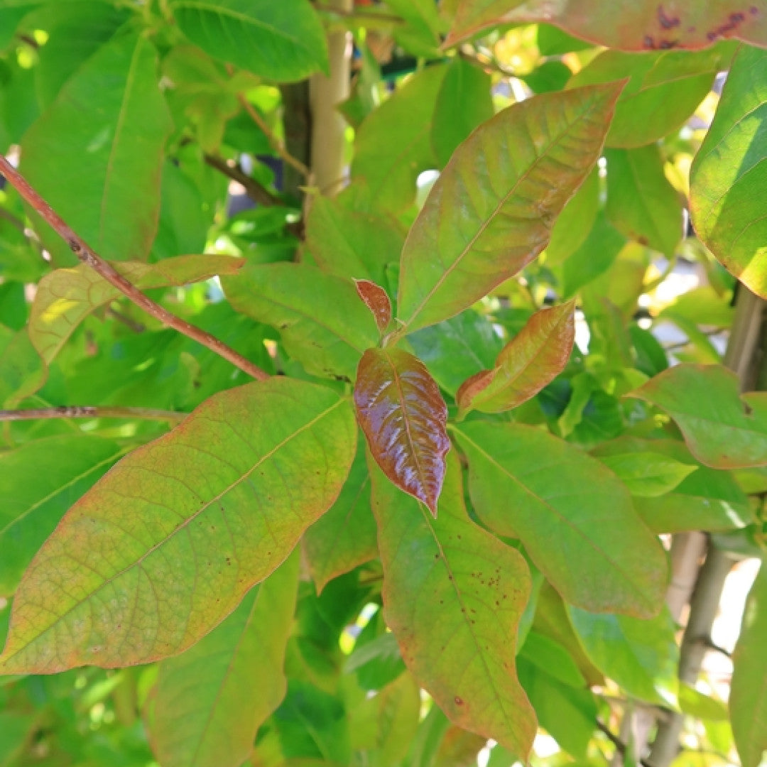 Nyssa sylvatica 'Wildfire'