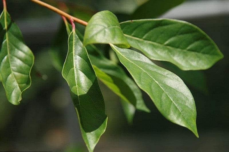 Nyssa sylvatica