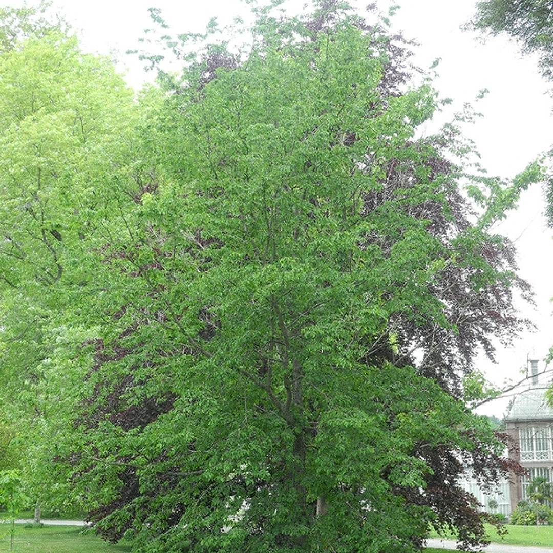 Ostrya carpinifolia