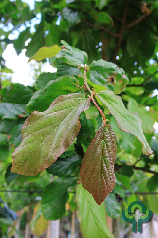Parrotia persica 'Vanessa'