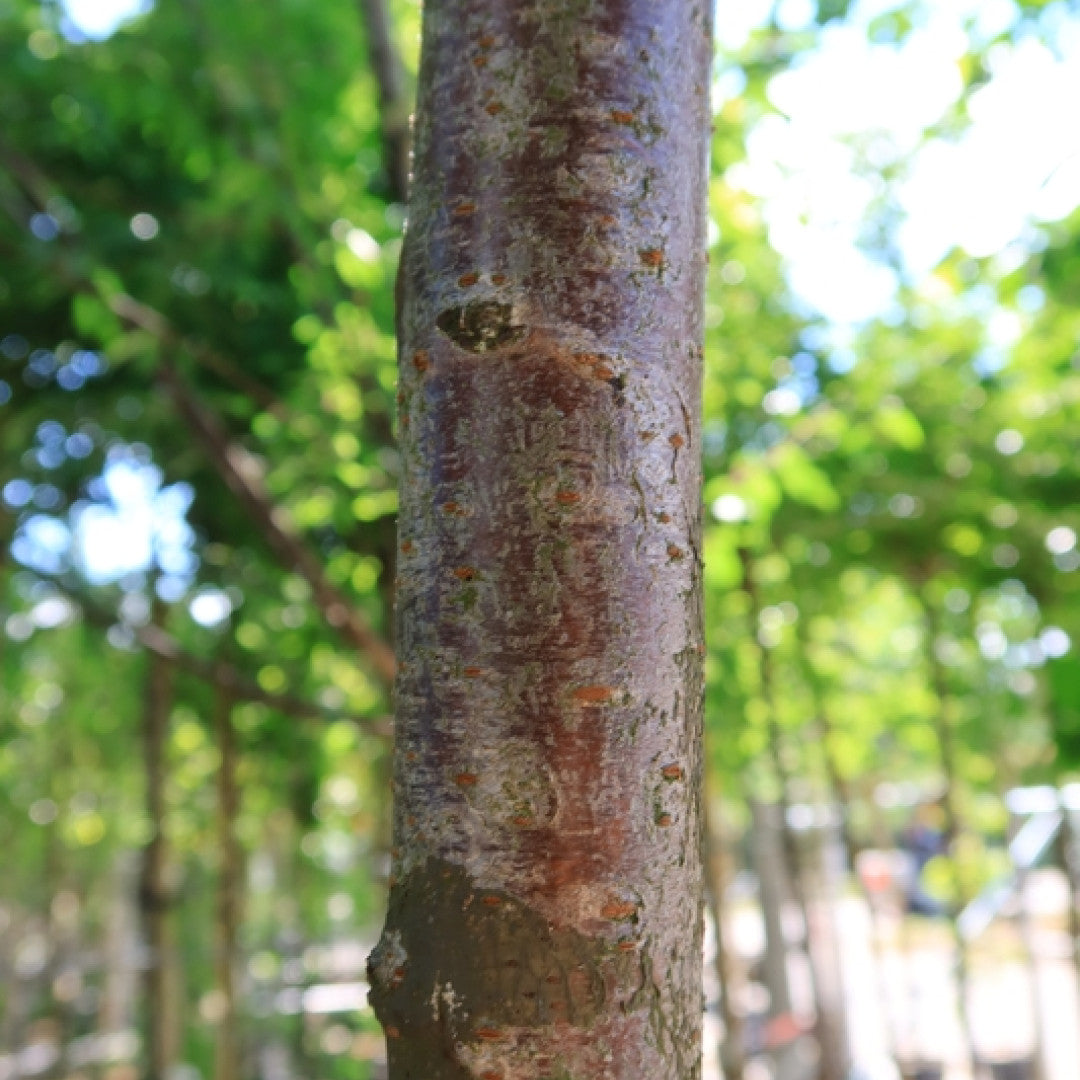 Prunus gondouinii 'Schnee'