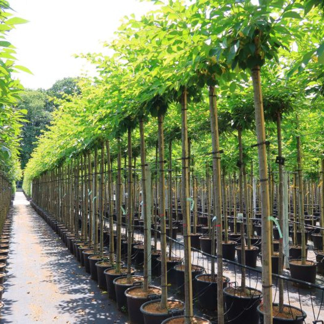 Prunus yedoensis