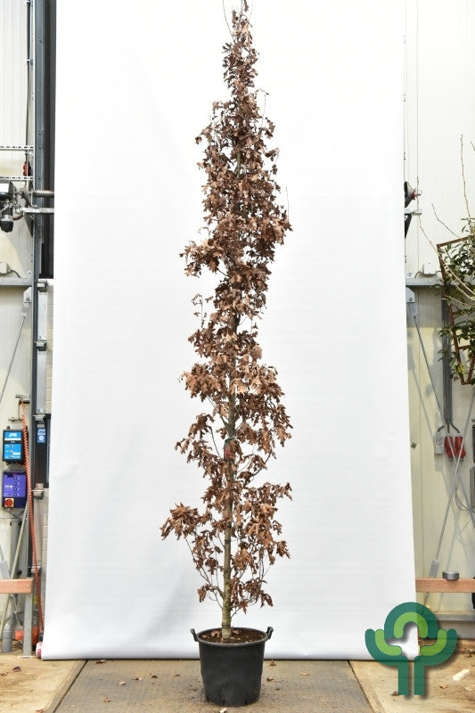 Quercus bimundorum Crimson Spire