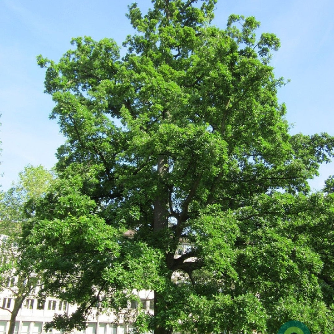 Quercus cerris
