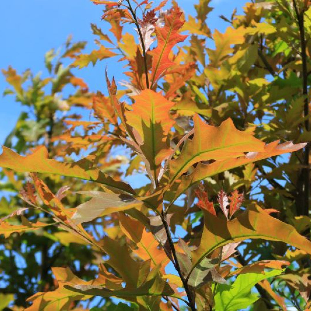 Quercus texana 'New Madrid'