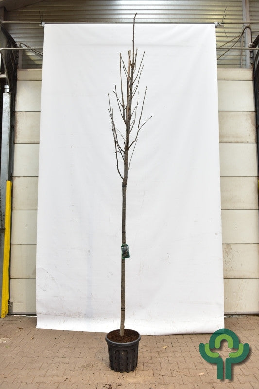 Sorbus aucuparia 'Fastigiata'