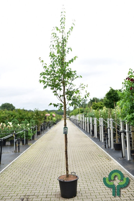Syringa pekinensis 'Gimborn's China Pearl'