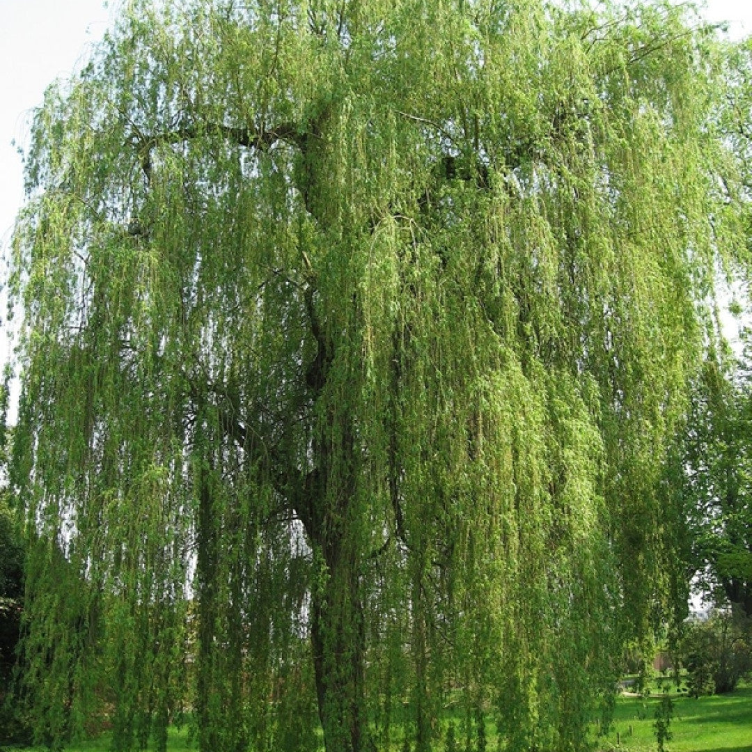 Salix sepulcralis 'Chrysocoma'