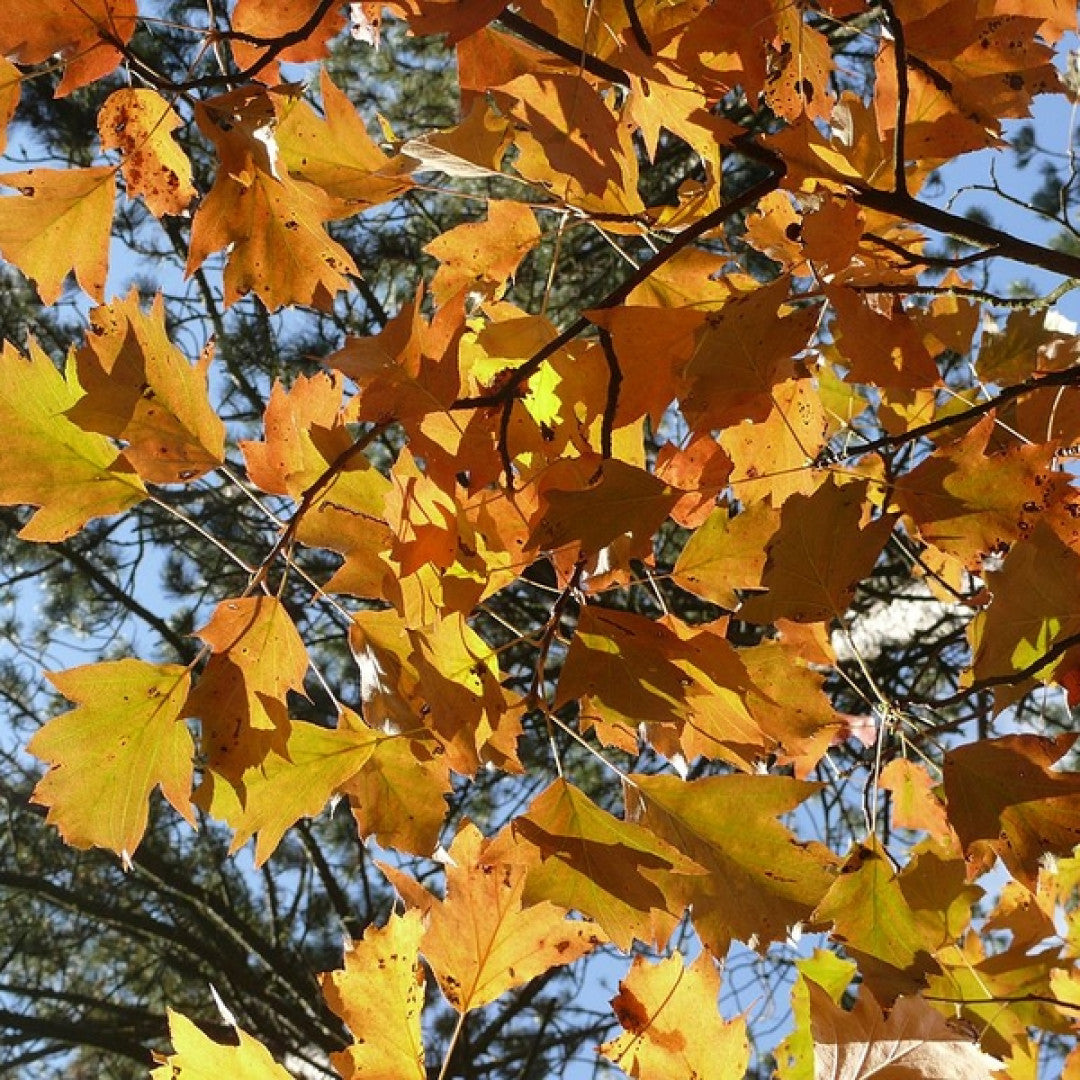 Elsbes (Sorbus torminalis)