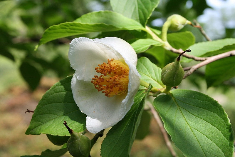 Stewartia pseudocamellia
