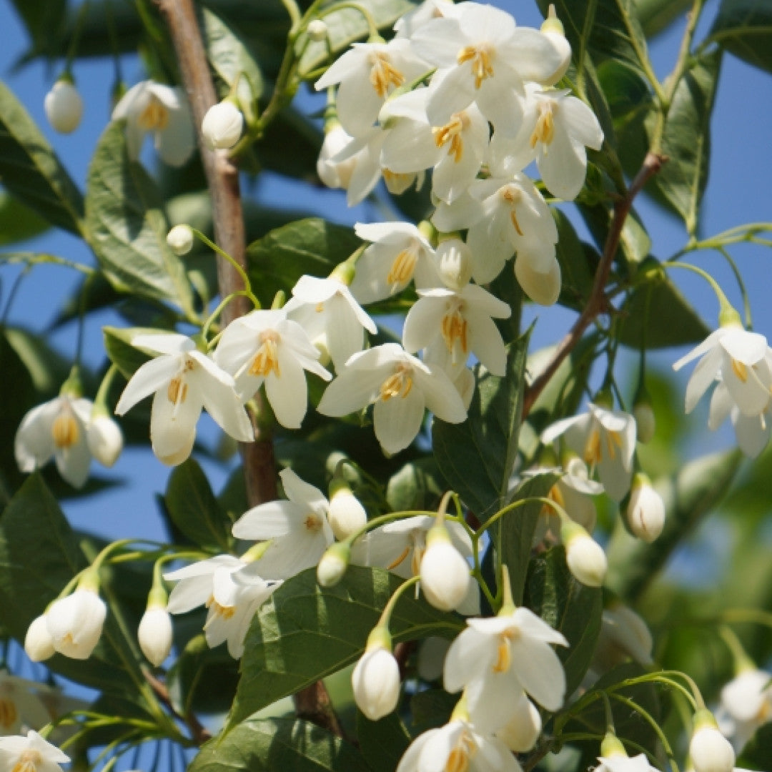 Styrax japonicus 'June Snow'
