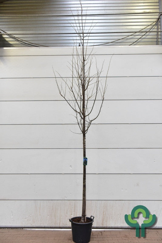 Tilia cordata 'Greenspire'