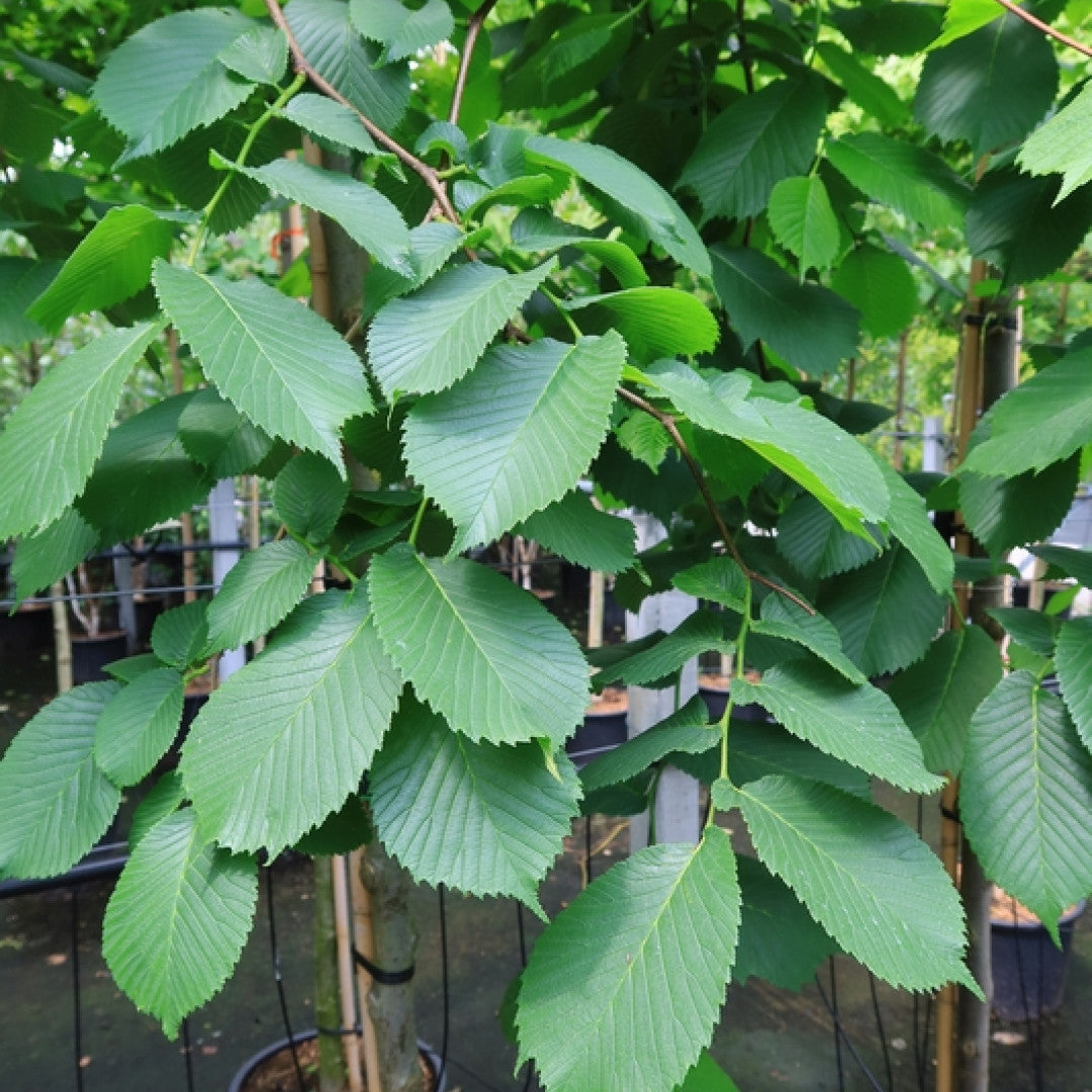 Ulmus 'Camperdownii'