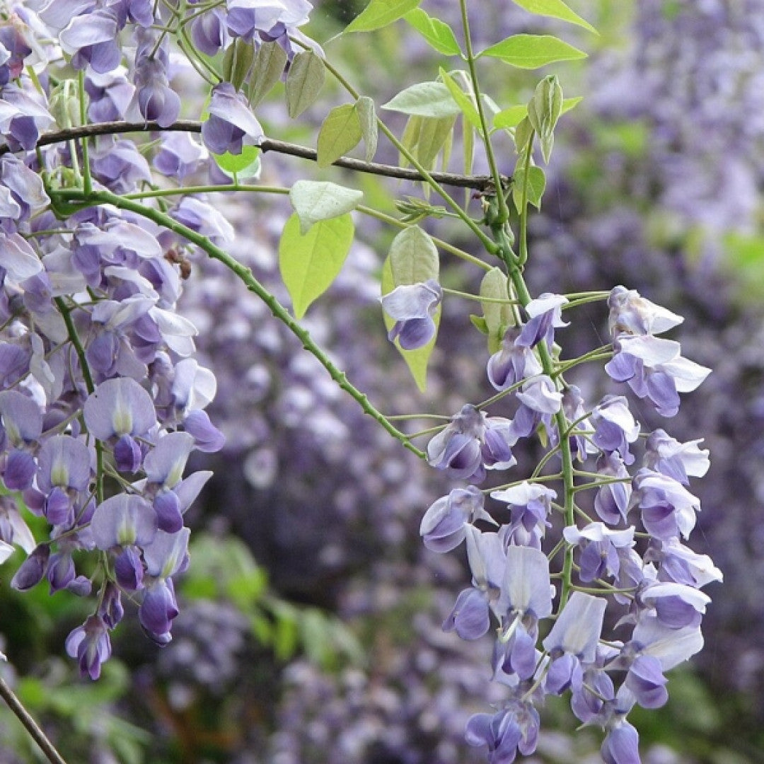 Wisteria brachybotrys