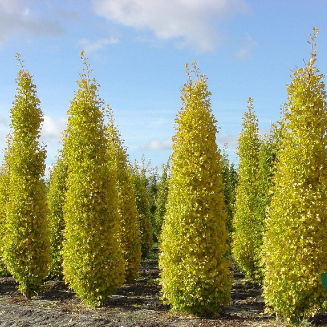 Ginkgo biloba 'Blagon'
