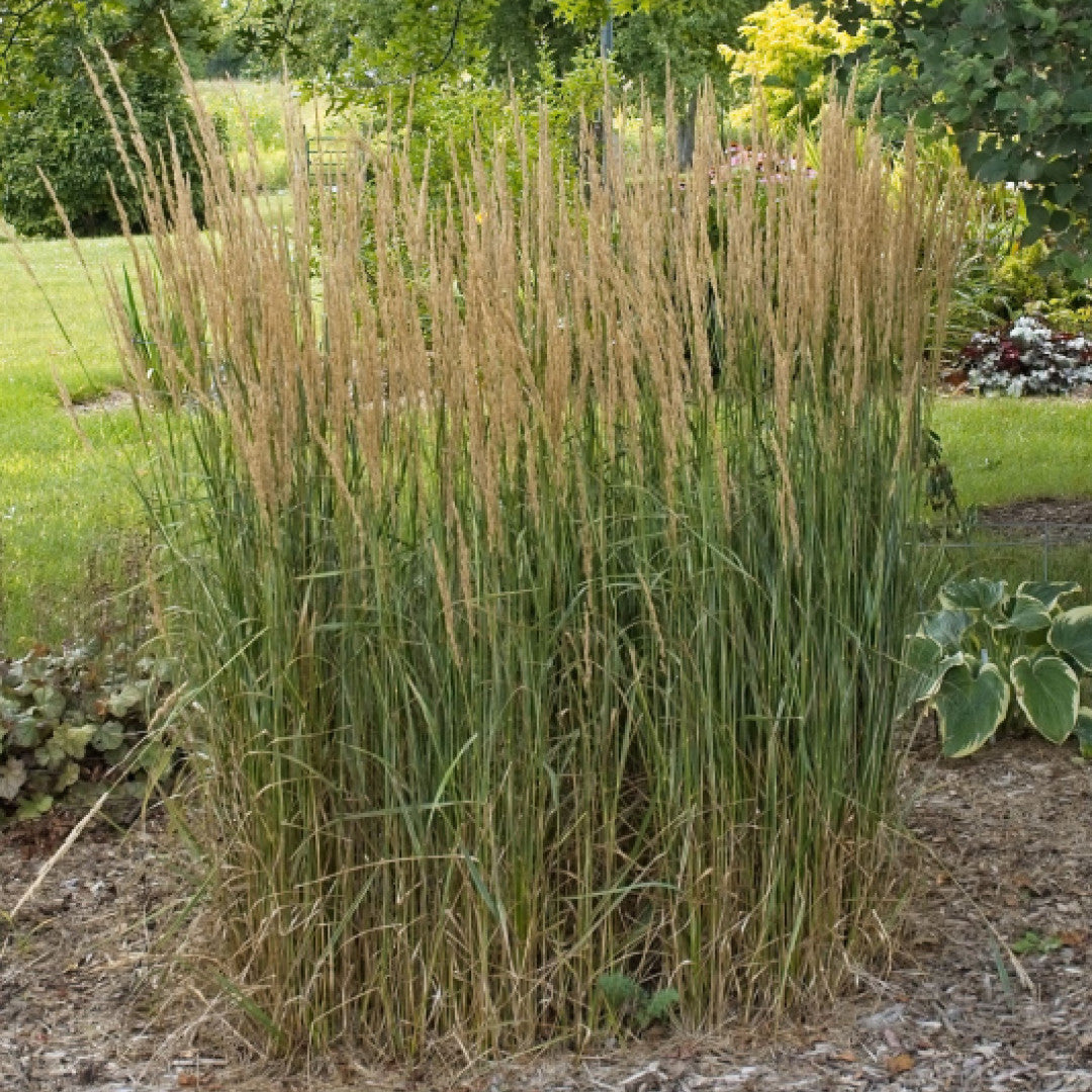 Struisriet (Calamagrostis acutiflora) 'Overdam'
