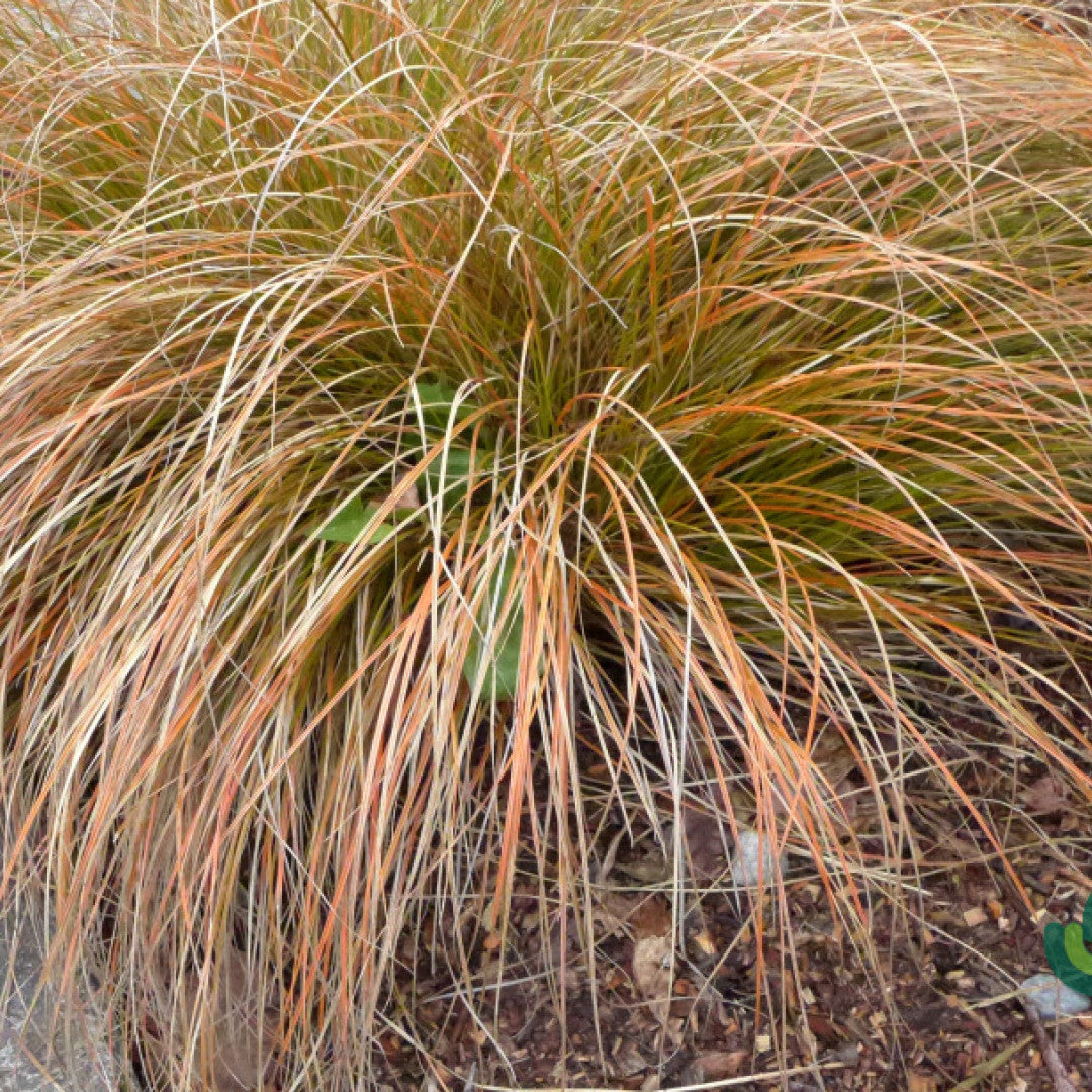Zegge (Carex buchananii)