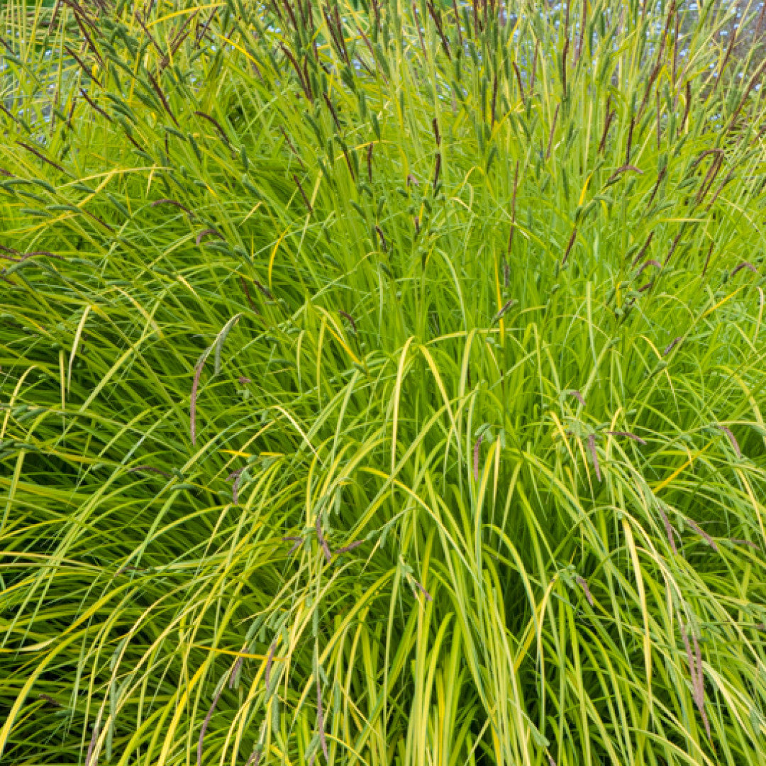 Zegge (Carex elata) 'Aurea'