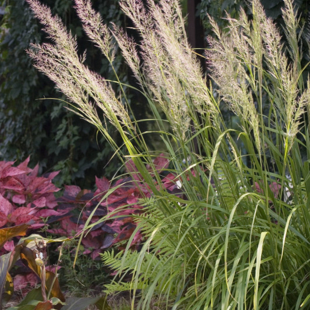 Diamantgras (Calamagrostis brachytricha)