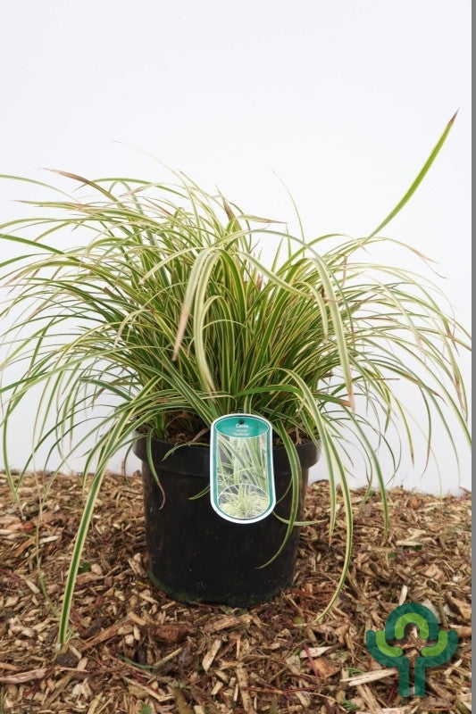 Japanse zegge (Carex morrowii) 'Vanilla Ice'