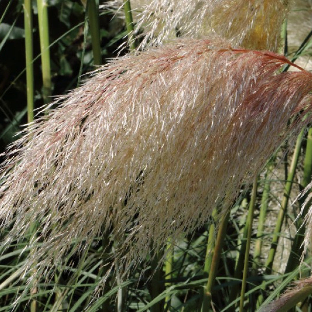 Pampasgras (Cortaderia selloana) 'Rosea'